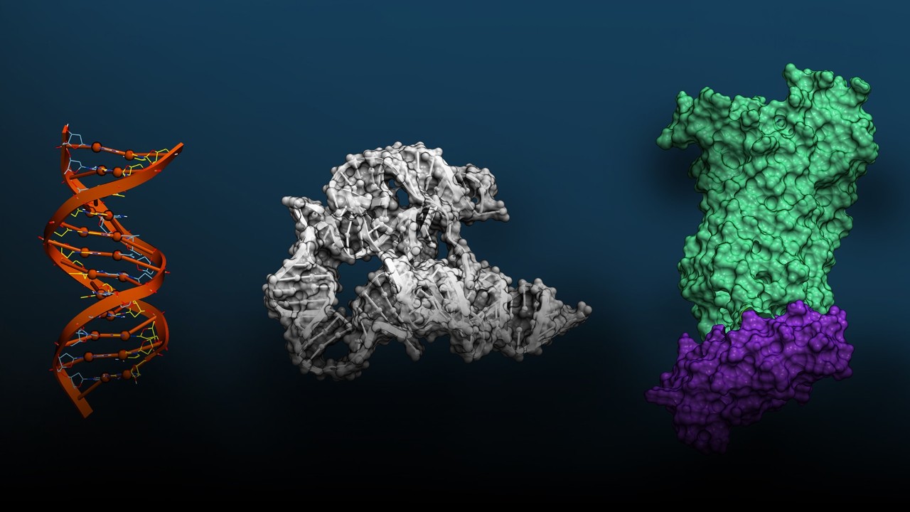 面向生命科学发现的生物分子基础模型