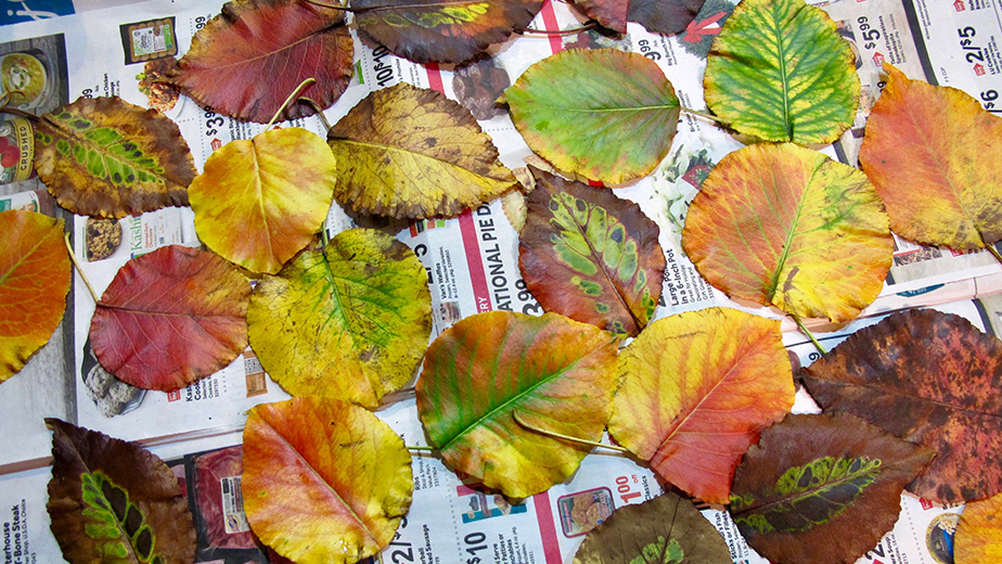 《Leaves of Manifold》（多样多样的叶子）